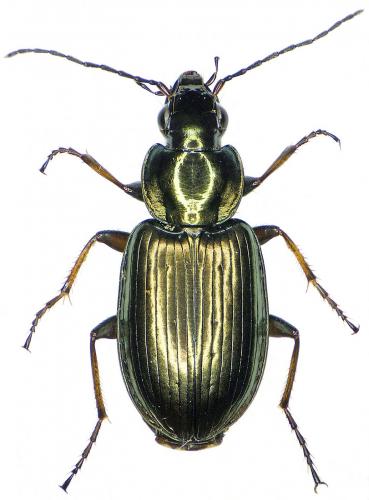 Réf. 183 449 : Agonum muelleri